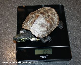 Denne skildpadde er deform, fordi den mangler kalk og mineraler. Skildpadden har manglet en god solplads, med UVB-lys og varme. 
Tager din skildpadde ikke på i vægt? Få hjælp - Klik link 
