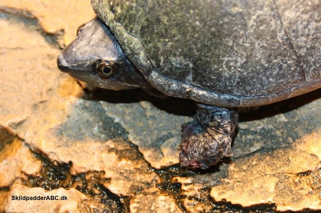 Alm. moskusskildpadde har fået foden bidt af. Såret heler, og skildpadden vil leve sit liv uden større problemer.