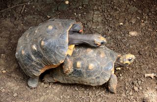 Rødfodet skovskildpadder under parring. Foto Wikemedia.
