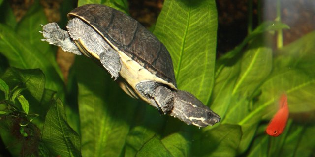 Kinesiske trekølsskildpadder og en han falsk landskildpadde.