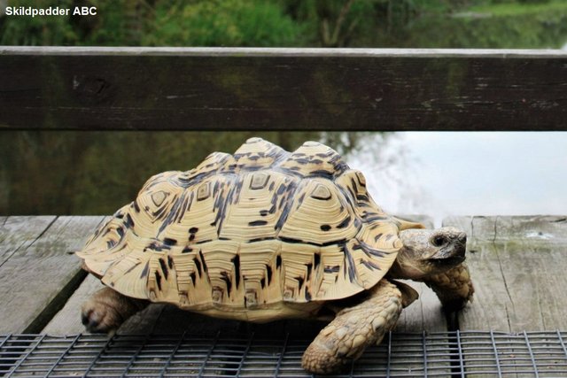 Leopardskildpadde (Stigmochelys pardalis) eller (Geochelone pardalis) på bro.