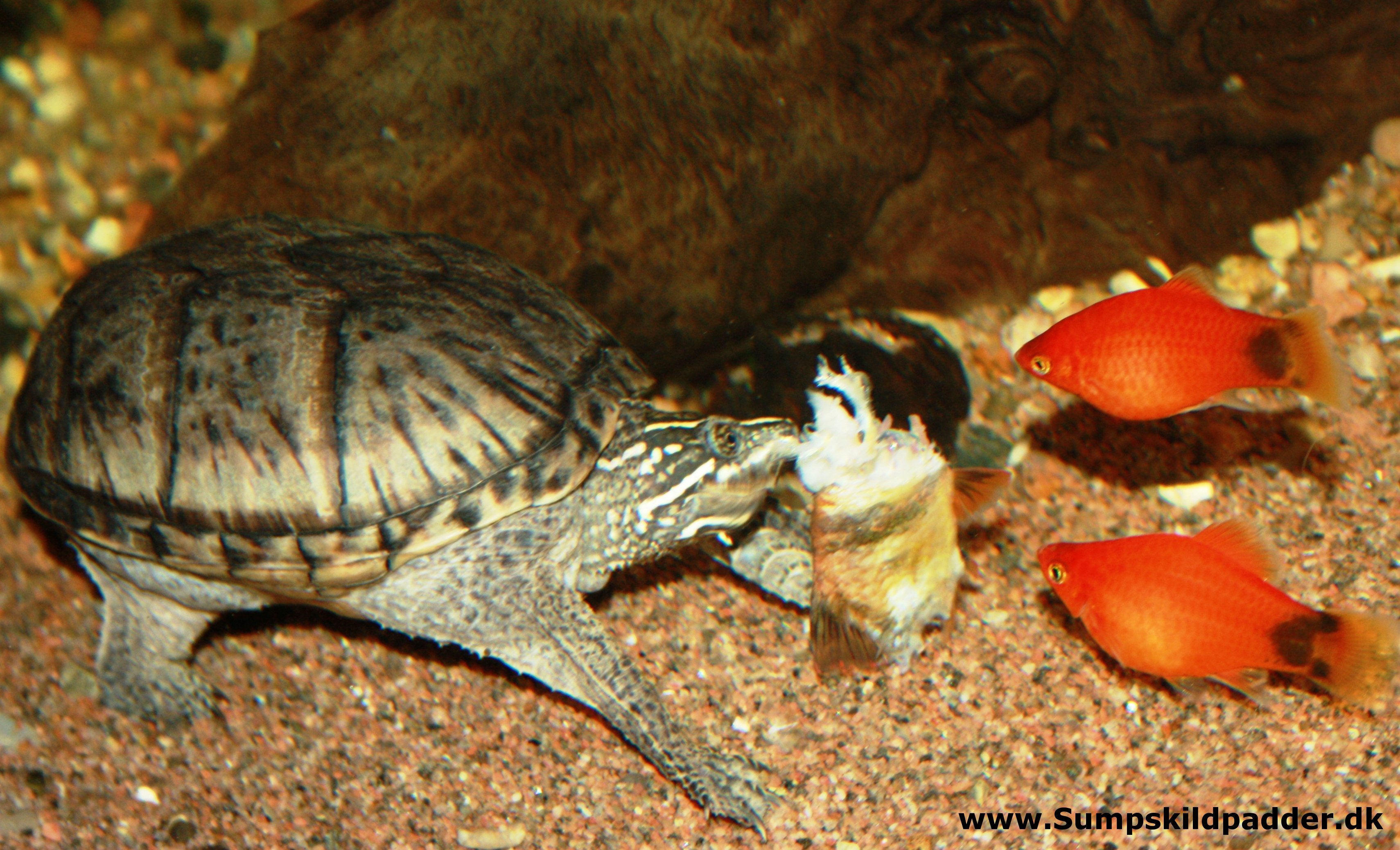 Alm. moskusskildpadde | ABC