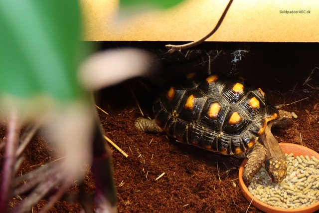 Kinesisk trekølsskildpadde (Chinemys reevesii) kaldes også (Mauremys reevesii).