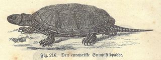 Europæisk sumpskildpadde - Emys orbicularis