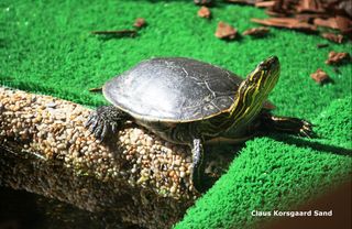 Vestlig guldskildpadde (Chrysemys picta bellii) nyder solen, hos Skildpadder ABC.