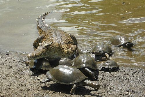 Crocodile with a group of African helmet turtles. - Krokodille sammen med en flok Afrikanske hjelmskildpadder.