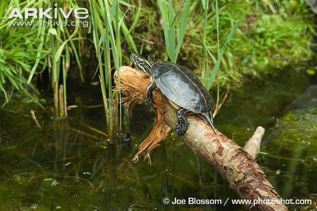 Sydlig guldskildpadde (Chrysemys picta dorsalis) han der soler sig på en træstamme.