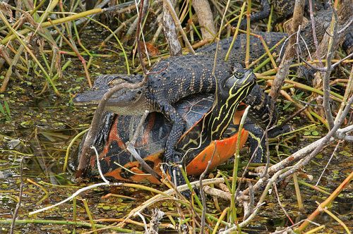 Rødbuget cooter (Pseudemys nelsoni) og alligator. Foto Alan Cressler
