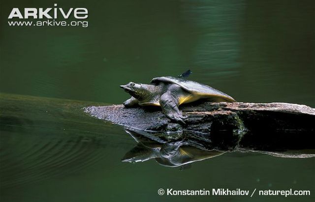 Kinesisk blødskjoldsskildpadde - Pelodiscus sinensis, med en guldsmed på ryggen.