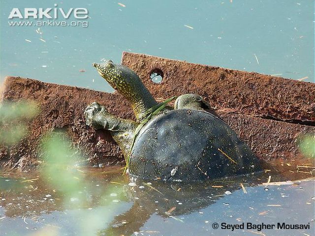 Euphrates softshell turtle - Rafetus euphraticus