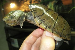 S. minor minor - Loggerhead Musk Turtle