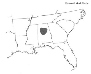 Flattened Musk Turtle i Nord Amerika.