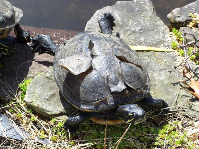 En Cooter, der er midt i et normalt skælskift. Denne skildpadde får dækket sit store behov for sol og UVB-lys, eftersom skildpadden lever udendørs. Det skal vi forsøge at efterligne indendørs.