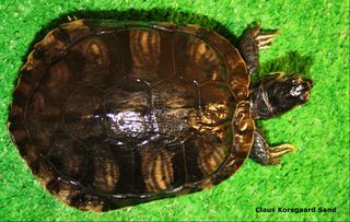 Samme skildpadde, efter tre måneders behandling, med UVB-lys, varme og rent vand.