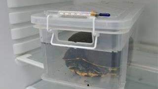 Sumpskildpadden er nu lagt i, en plastikkasse med vand og et låg over sig. Du kan bore nogle huller i låget, hvis du vil.