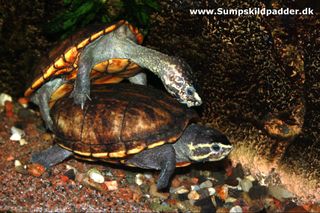 Skildpadde hannen vil parre sig med hunnen, hun er ikke særlig villig.