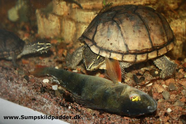 Her får en flok moskusskildpadder en hel aborre. Det tager lang tid for dyrene, at få hul på og spist fisken.