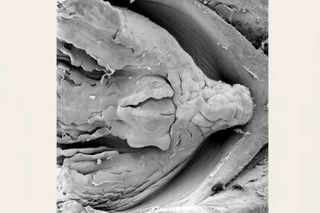 Undersøgelser af moskus-skildpaddens tunge under et elektronmikroskop viser, at tungen er en slags gælle. - Scanning electron micrograph showing tongue and the respiratory lobe-like papillae.
