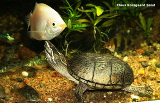 Her står en Moskusskildpadde og snuser til en kyssegurami - Helostoma temmincki.
