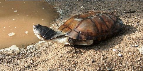 Afrikansk hjelmskildpadde - Pelomedusa subrufa kaldes også Marsh terrapin eller Crocodile Turtle