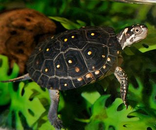 Spotted turtle.