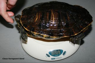 Cumberland terrapin, er du i tvivl om du fodre din skildpadde nok, så kan du holde øje med vægten. Følg skemaet nedenfor om alder og størrelse. Det er næsten umuligt, at fodre din skildpadde for lidt. De fleste fodre, alt for meget.