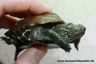 Kinesisk trekølsskildpadde har været i klammeri !!!