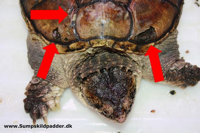 Alm. snapskildpadde med gammelt skjoldråd, der nu er helet.