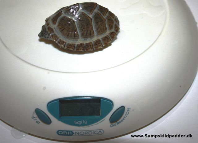 Er du nervøs for om din skildpadde tager på og vokser. Så er det en god id, at veje din skildpadde med jævnlige mellemrum. På vægten er det en pyramide moskusskildpadde - Sternotherus carinatus.