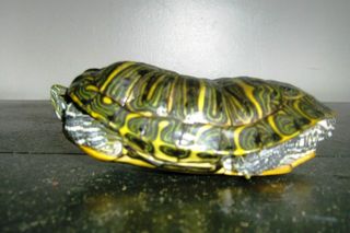Terrapin der har levet i en glasbowle. Skildpadden har fået facon efter bowlens runde bund.