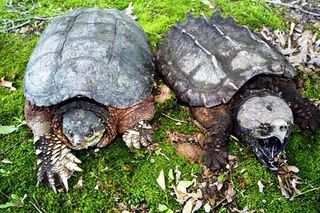 Alm. snapskildpadde (til venstre) og en Alligator snapskildpadde (til højre).