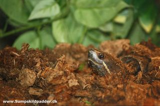 Moskusskildpadden kan sagtens være nedgravet, i muldlaget i ca. 14 dage. Hunner gemmer sig gerne på land, det kan være at der er en han der er for interesseret i dem.