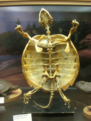 Skelet af en snapskildpadde. biol292.blogspot
