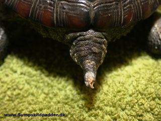 Vi ser sjældent en  kinesiske trekølsskildpadde hun med hele sin hale! En han vil typisk bide halen af en hun, der ikke er parringsvillig. 