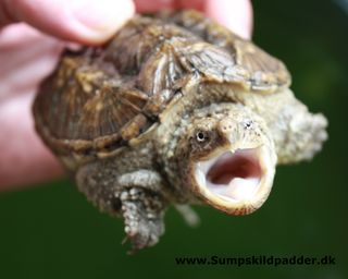 Alm. snapskildpaddeunge der vil bide. Det er en helt naturlig reaktion.