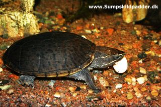 Moskusskildpadde spiser her et æg. Ægget er lagt af en moskusskildpadde. Vi yngler ikke med de æg, vores skildpadder lægger. Der findes rigeligt, med skildpadder der mangler hjem.