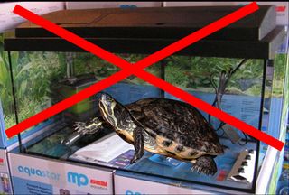 De fleste kommer hjem med et 54 liters akvarium og en sumpskildpadde. Det er spild af penge, at købe sådan et akvarium, du skal i løbet af kort tid, købe et meget størrer og dyrer akvarium. De fleste skildpadder, kommer aldrig ud af det første akvarium.