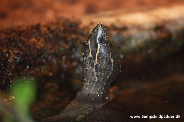 Moskusskildpadden stikker gerne hoved og hals over vandet, så UVB-lyset kan ramme dyrets hud. Hvilket giver moskusskildpadder det lys, de har behov for. Mangler de lys, så skal de nok kravle helt op på solpladsen, når du vender ryggen til eller er ude af stuen.
