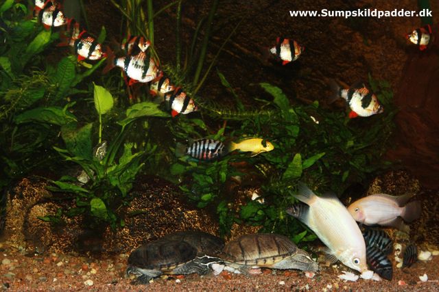 Moskusskildpadder er netop fodret, lige før akvarielyset bliver slukket. Fiskene vil også have en godnat snack med.