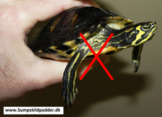 Forbudt terrapin. Selv mange erfarne skildpaddeejer, har svært ved at genkende denne sumpskildpaddeart. Køb den ikke!
