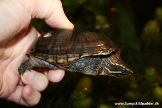 Alm. moskusskildpadde der her holdes på den bagerste halvdel af skjoldet. Holdes fingrene bare lidt længer fremme, mod hovedet, så vil skildpadde let kunne bide. Hold godt fast med begge hænder når det er muligt.