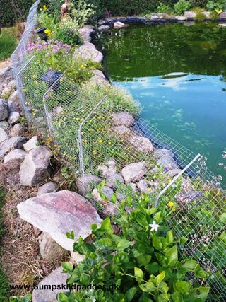 Bemærk, at hegnet hælder ind imod dammen, det sikrer, at sumpskildpadder ikke kan kravle ud.