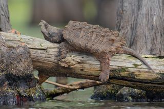 Alligator snapskildpadder (Macrochelys temmincki) er i dag forbudt at købe i Tyskland.