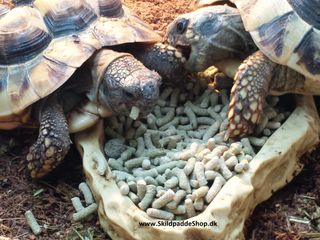 Landskildpadder spiser her Sera Raffy Vital nature kvalitets landskildpaddefoder, med god appetit. 