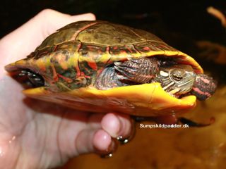 Sydlig guldskildpadde (Chrysemys picta dorsalis)