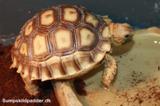 6-7 cm. lille unge Afrikansk Sporeskildpadde.
