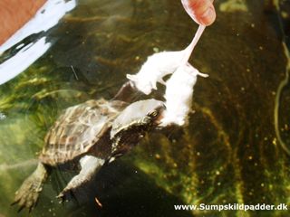 Kinesisk trekølsskildpadder æder mus. Det foder ville skildpadden hurtig falde for, hvis vi ikke kun gav mus ved sjældne lejligheder.