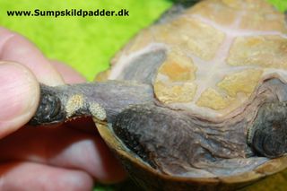 Her kan man tydelig se de raspe/ru parringspletter, på en han alm. moskusskildpadde.