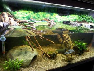 En trærod hænger ned i akvariet, hjælper din moskuskildpadde, så den let kan komme til overfladen. Fotograf Jonas.