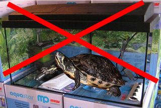 Et 50 liters akvarium er ikke til voksne sumpskildpadder! Lad være med at købe det lille akvarium, selv til unger. Vi ved af erfaring, at skildpadden kun sjældent kommer ud af det igen!